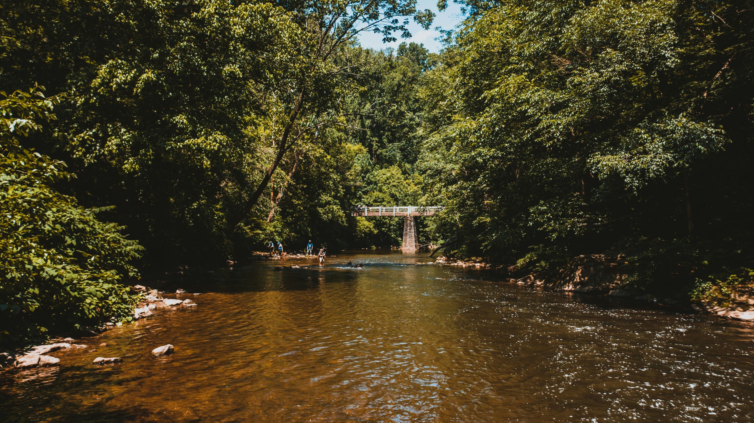 Wide river flowing through jungle in sunny day
